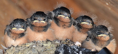 A newly formed quintet of five baby swallows.